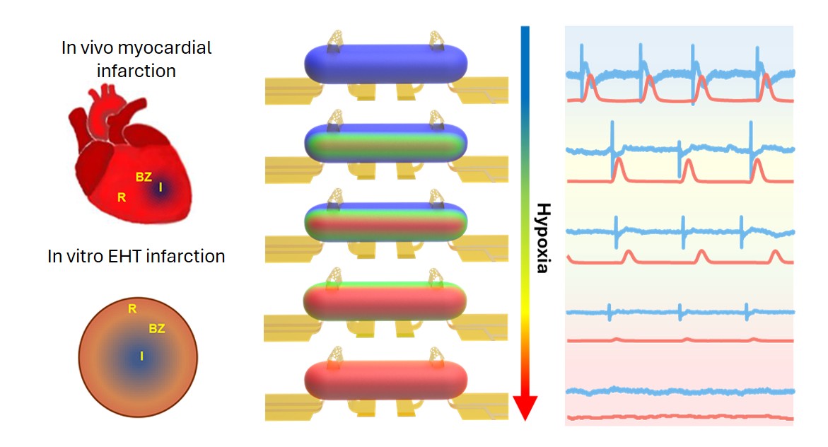 Hypoxia model figure